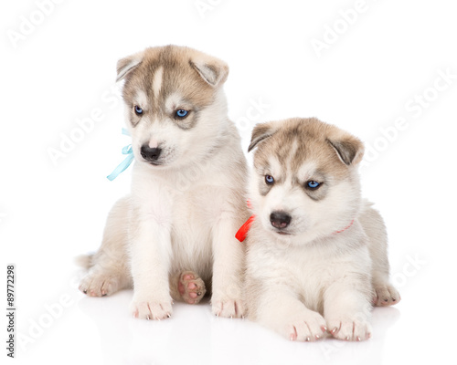 Two Siberian Husky puppies looking away. isolated on white backg