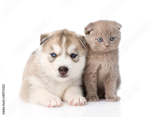 Siberian Husky puppy dog and scottish kitten together. isolated