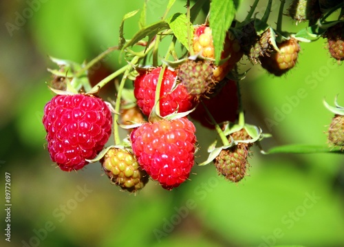 himbeeren im garten