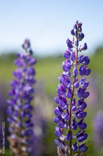 lupine flower