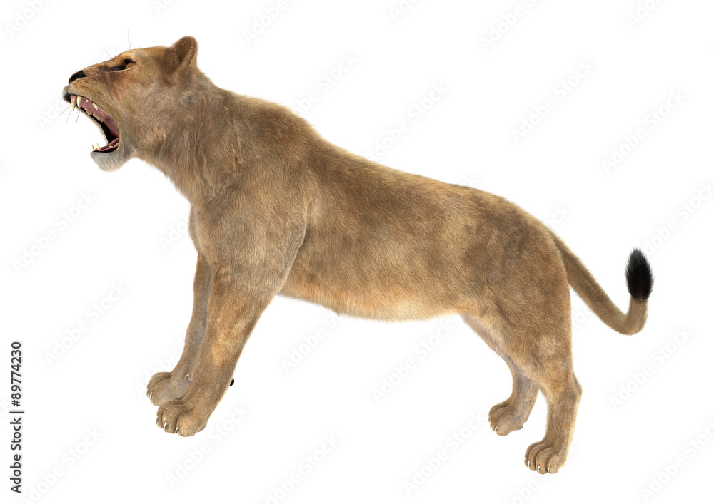 Obraz premium Female Lion