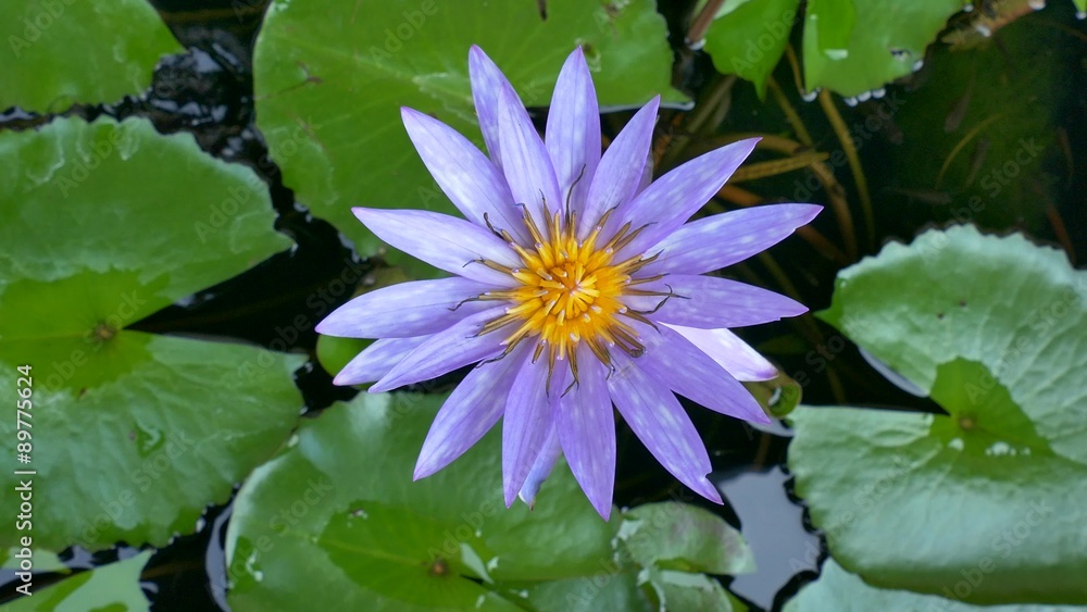 Flower of a water lily, Chiang Mai, Thailand, Asia Flower of a water lily, Chiang Mai, Thailand, Asia