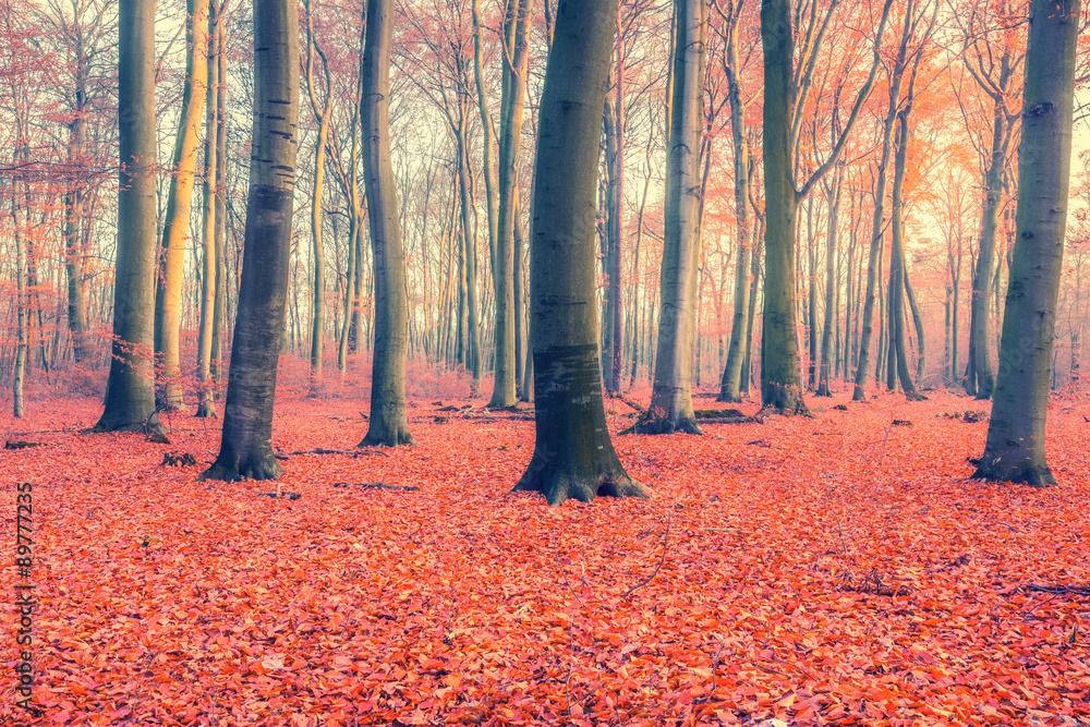 Colorful autumn forest