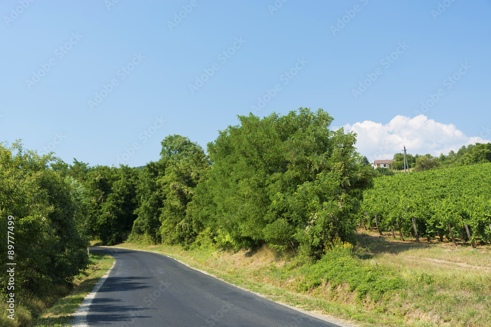 Road next to the vineyard in summer time