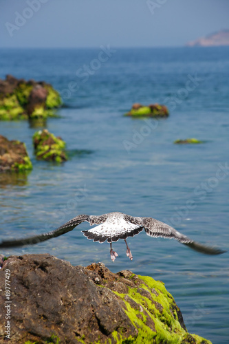 Gull Above Sea