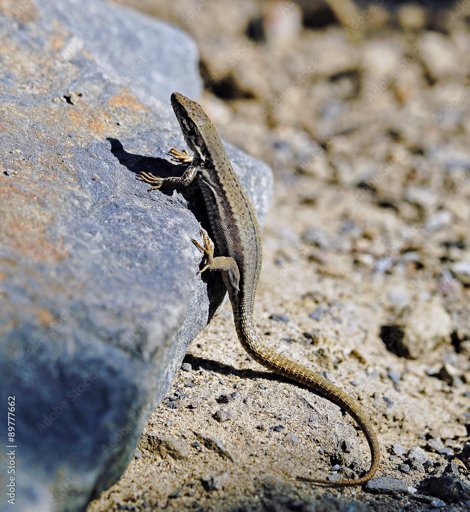 Fototapeta premium Mauereidechse