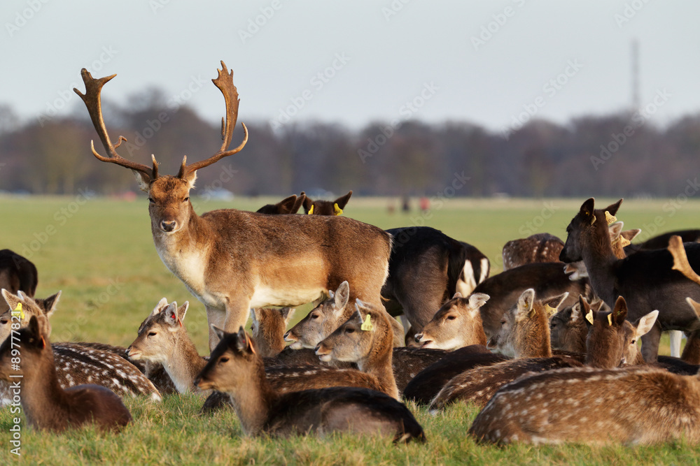 Fototapeta premium A herd of deer in the Phoenix Park in Dublin, Ireland, one of the largest walled city parks in Europe of a size of 1750 acres