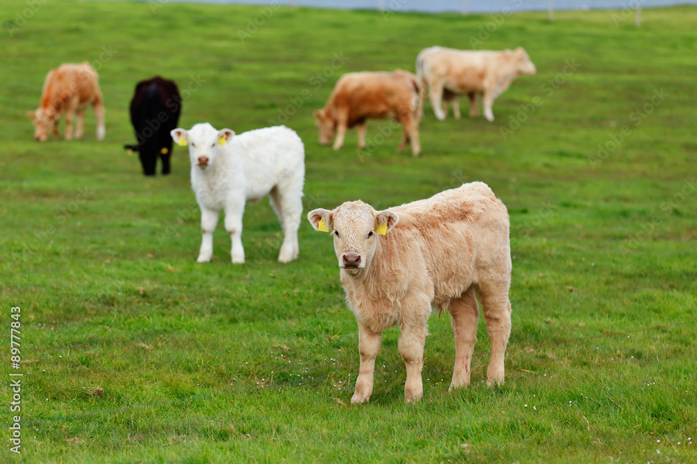 Obraz premium A herd of cows on the meadow lane enjoying the idyllic conditions of the West of Ireland, 