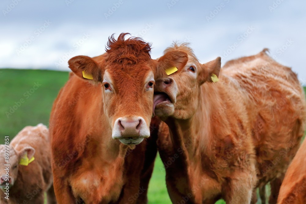 A herd of cows on the meadow lane enjoying the idyllic conditions of the West of Ireland, 