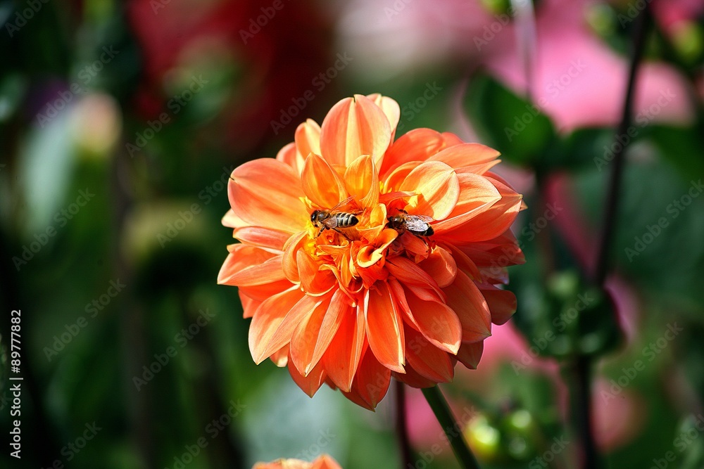 Dahlie orange-Bienen,Porträt! Dahlie orange-Bienen,Porträt!