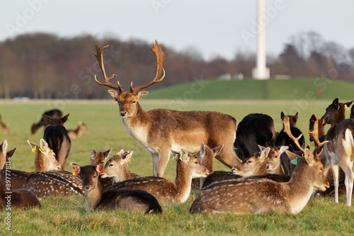 A herd of deer in the Phoenix Park in Dublin, Ireland, one of the largest walled city parks in Europe of a size of 1750 acres
