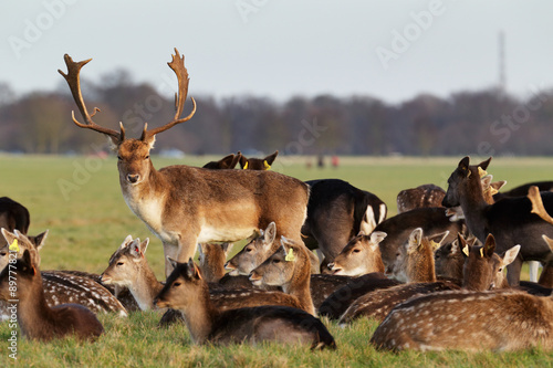 Fototapeta Naklejka Na Ścianę i Meble -  A herd of deer in the Phoenix Park in Dublin, Ireland, one of the largest walled city parks in Europe of a size of 1750 acres