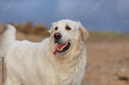 Adult Golden Retriever dog with his tongue out