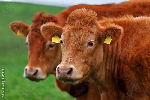 A herd of cows on the meadow lane enjoying the idyllic conditions of the West of Ireland, 