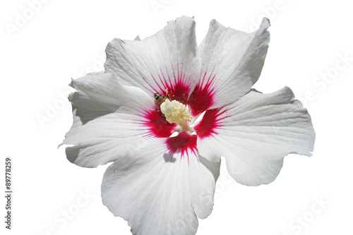 large white flower