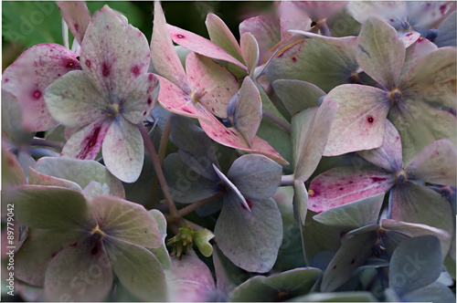 Closeup of Hydrangea Bloom photo