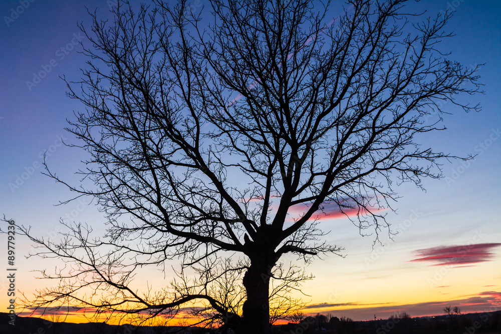 Branches of a tree at sunset