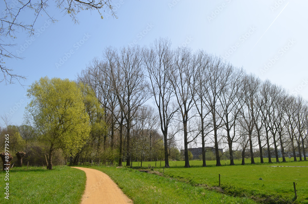 Obraz premium small path in green area