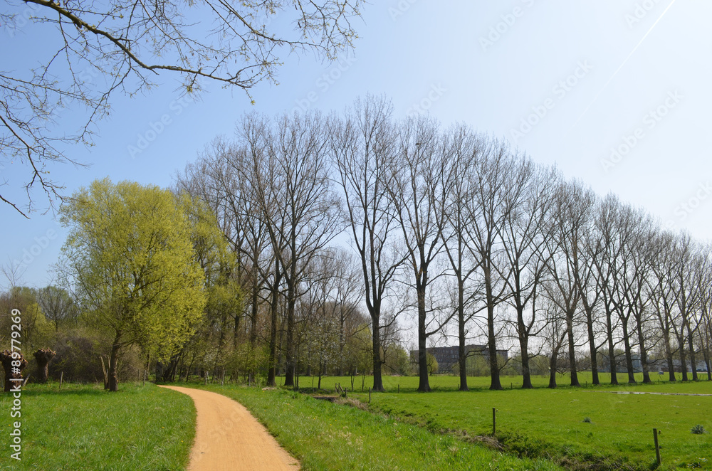 Obraz premium small path in green area