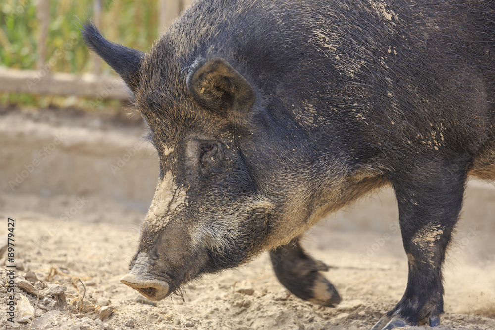 Wild boar Wild boar