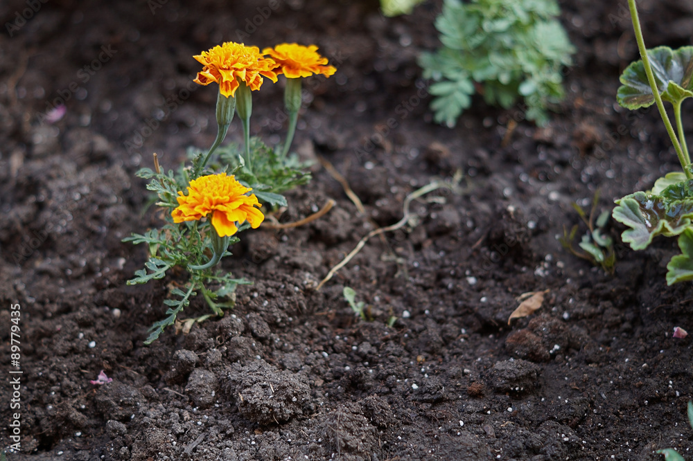 Yellow flower grows in the ground