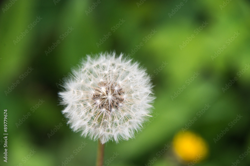 Dandelion Dandelion