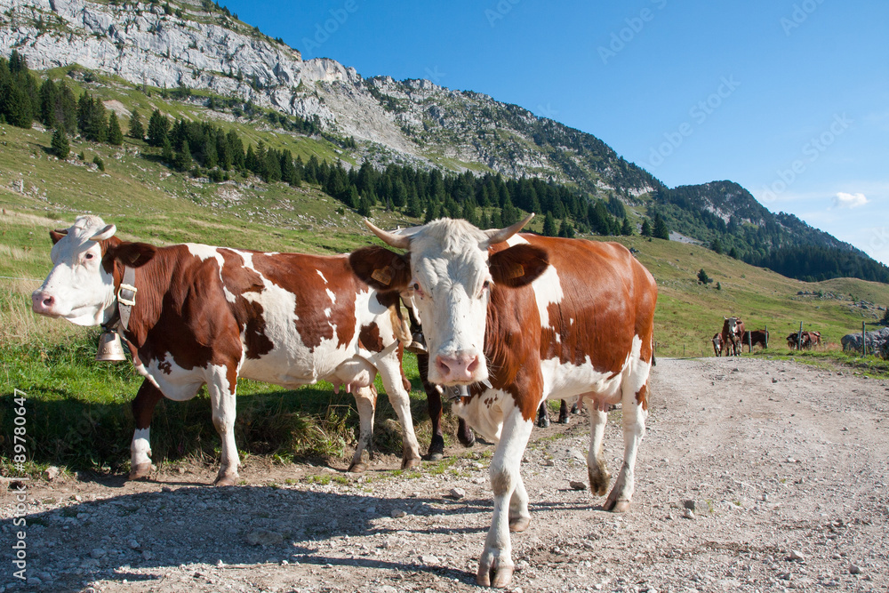vaches abondance vaches abondance