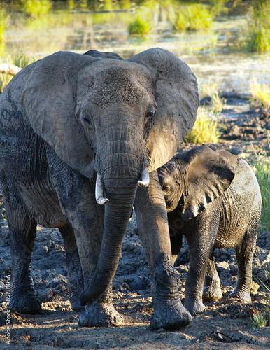 Mother with his baby elephant in Botswana