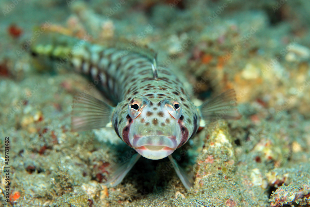 Frontal of a Latticed Sandperch (Parapercis Clathrate, aka Spotted ...