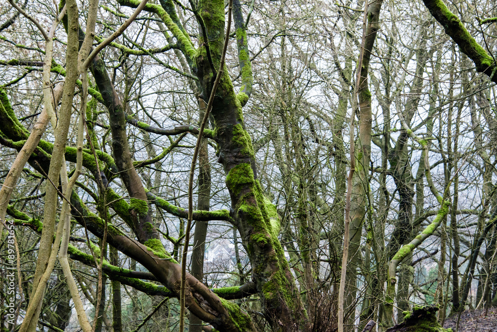 Naklejka premium Trees in Grinlow Woods