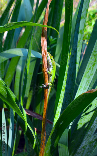 Anolis on leaf Anolis lizard sitting on a vertical piece of grass