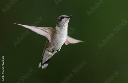 Hovering Hummingbird with Dark Background