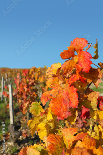 Vignoble bordelais en automne
