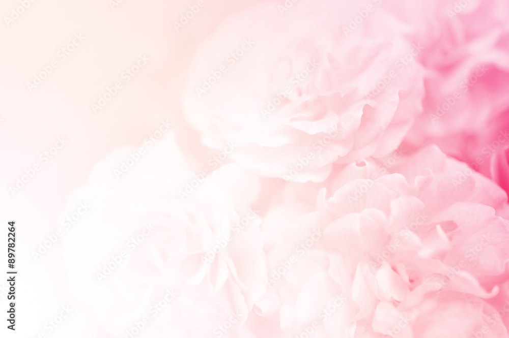 sweet roses, in soft style for background
 - obrazy, fototapety, plakaty 