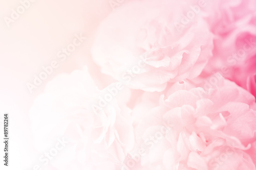 sweet roses, in soft style for background 