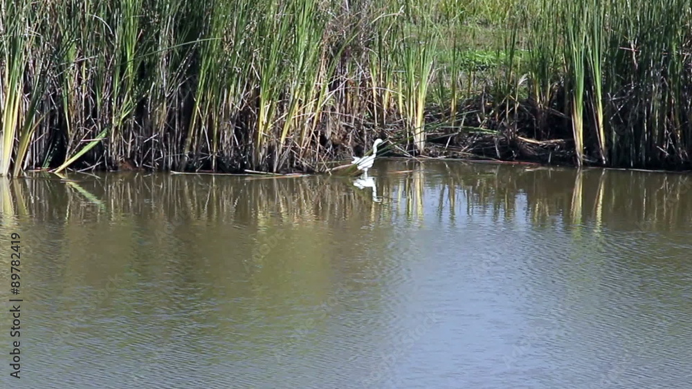 White Egret In Wetlands Taking Flight Davis California White Egret In Wetlands Taking Flight Davis California