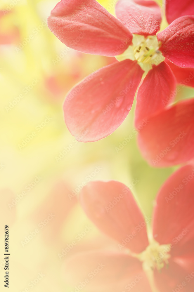 Flower in the tropical forest , in soft color style for background
