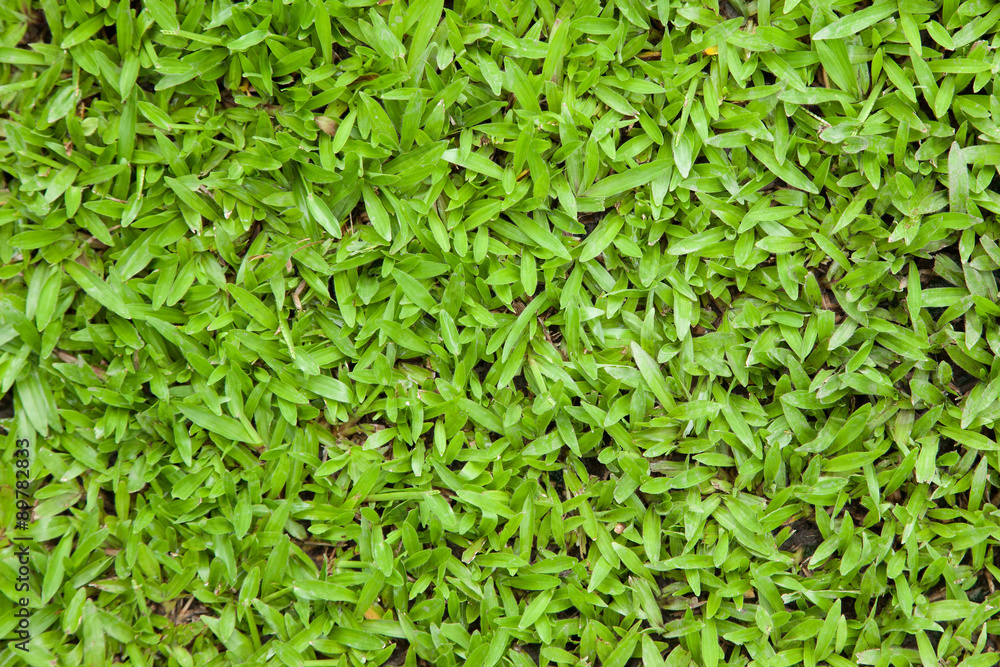 Green grass background texture.