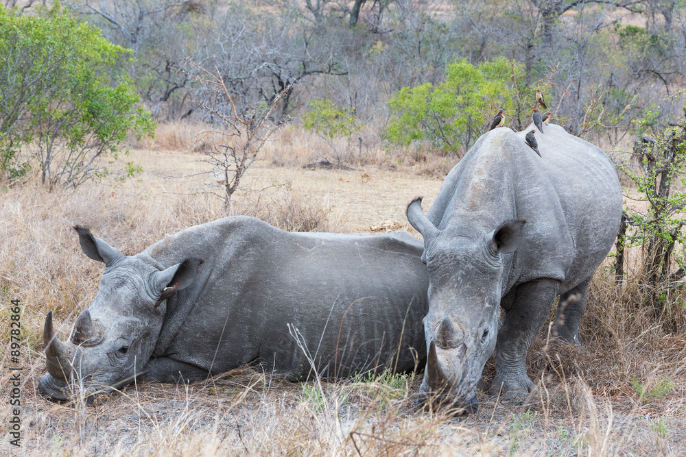 Obraz premium White Rhino's resting