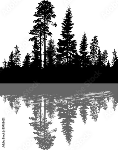 black coniferous forest with reflection