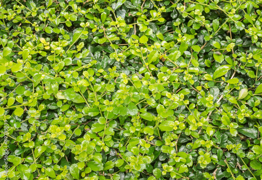 Obraz premium Texture of Ebony leaf tree for background