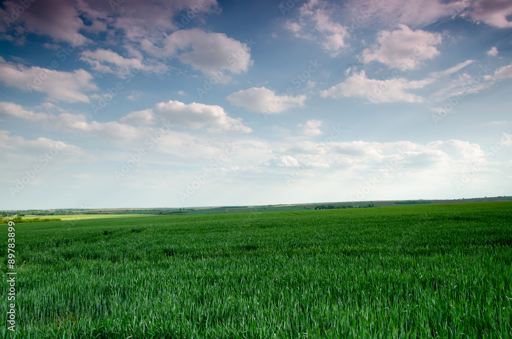 Obraz premium Green field in the night