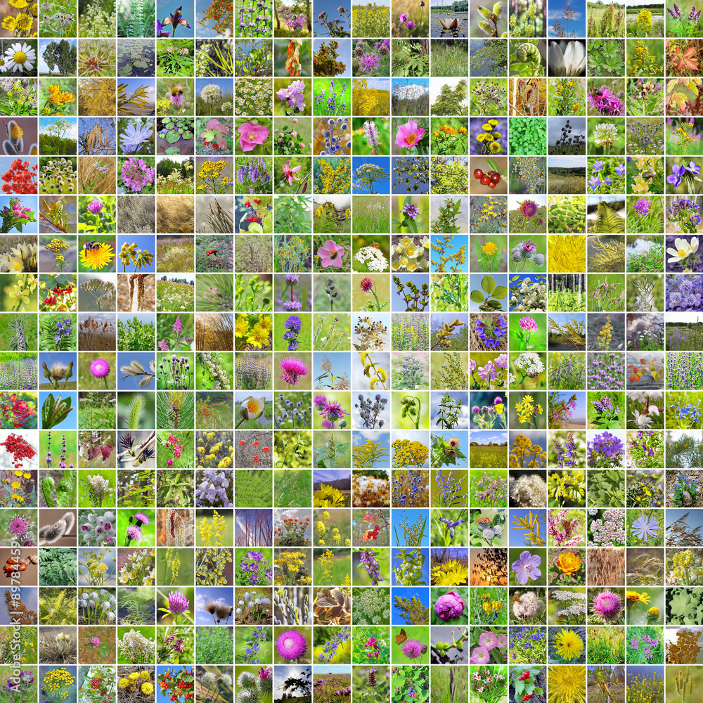 Fototapeta premium Дикорастущие лекарственные растения растущие на территории Сибири. Коллаж