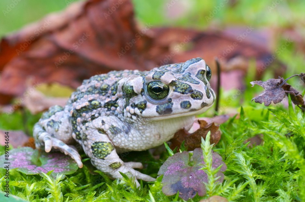 Bufo viridis