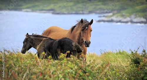 Irish horses in Connemara mountains