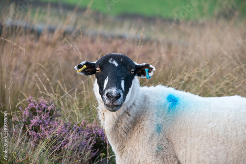 A front on view of a sheep photo