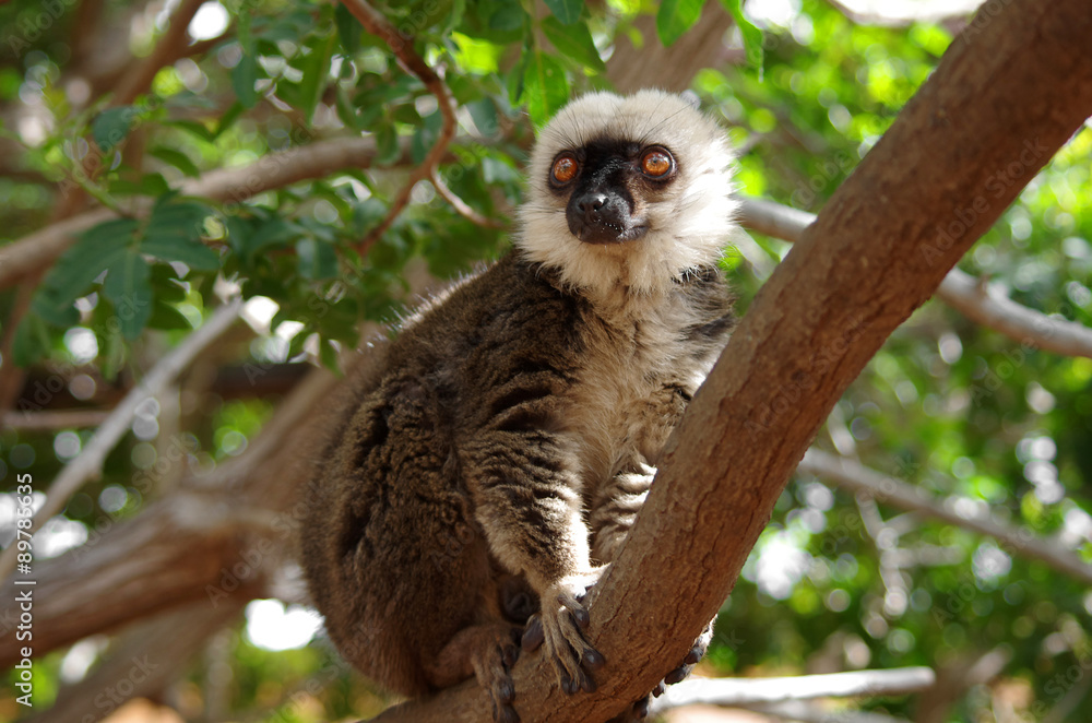 Lemur Lemur