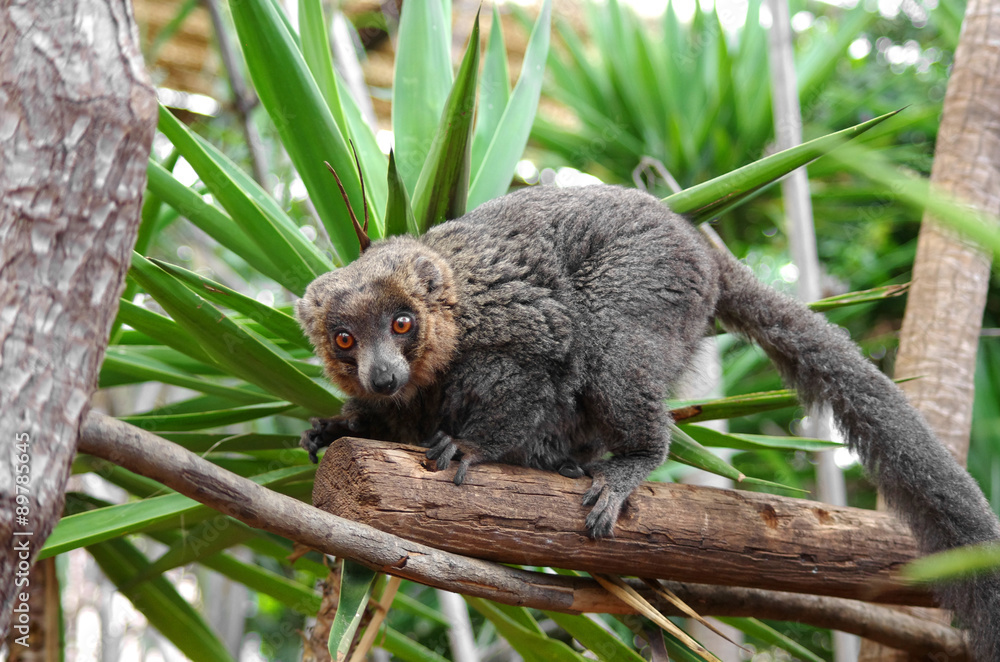 Fototapeta premium Lemur