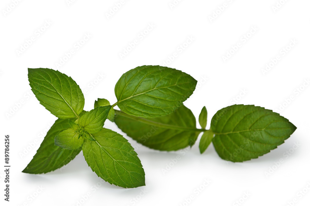 Mint isolated on white background Mint isolated on white background