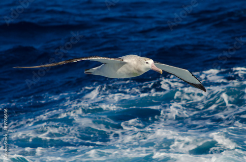 Wandering Albatross in Flight
